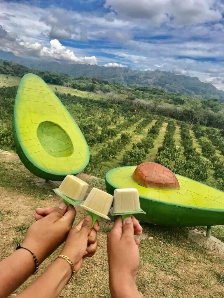 Aguacate 🥑 Villa Antonella